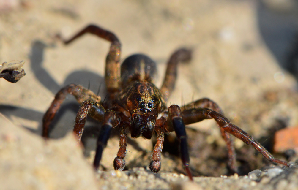 földi farkaspók Trochosa terricola