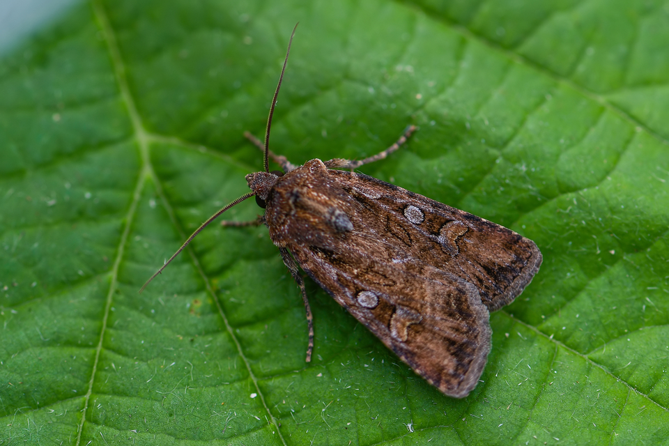 Euxoa tritici/nigrofusca/eruta