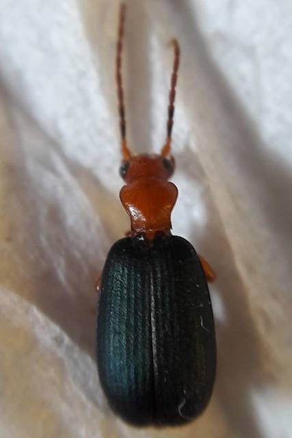 Brachinus