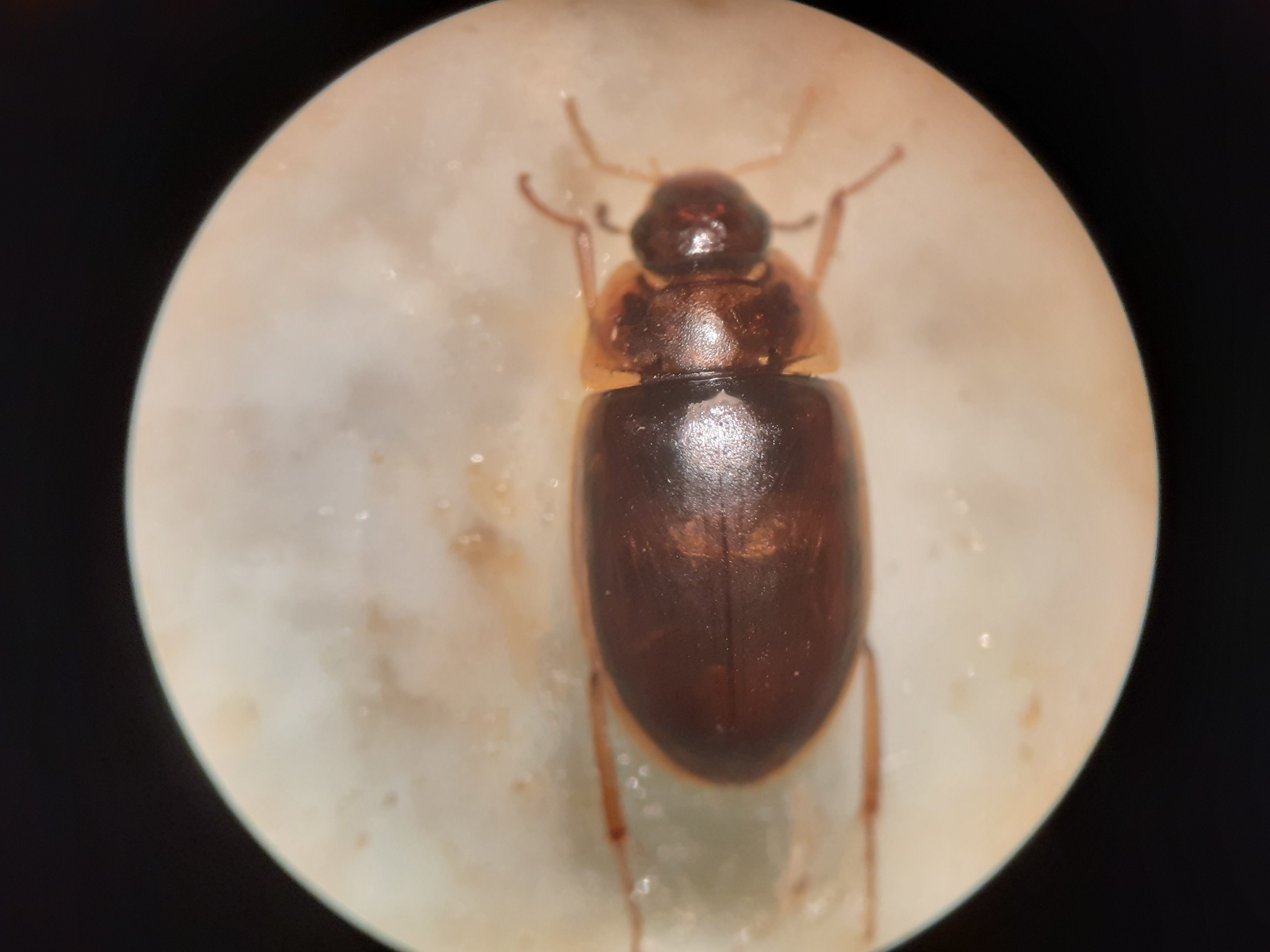 alföldi fakócsibor Enochrus bicolor