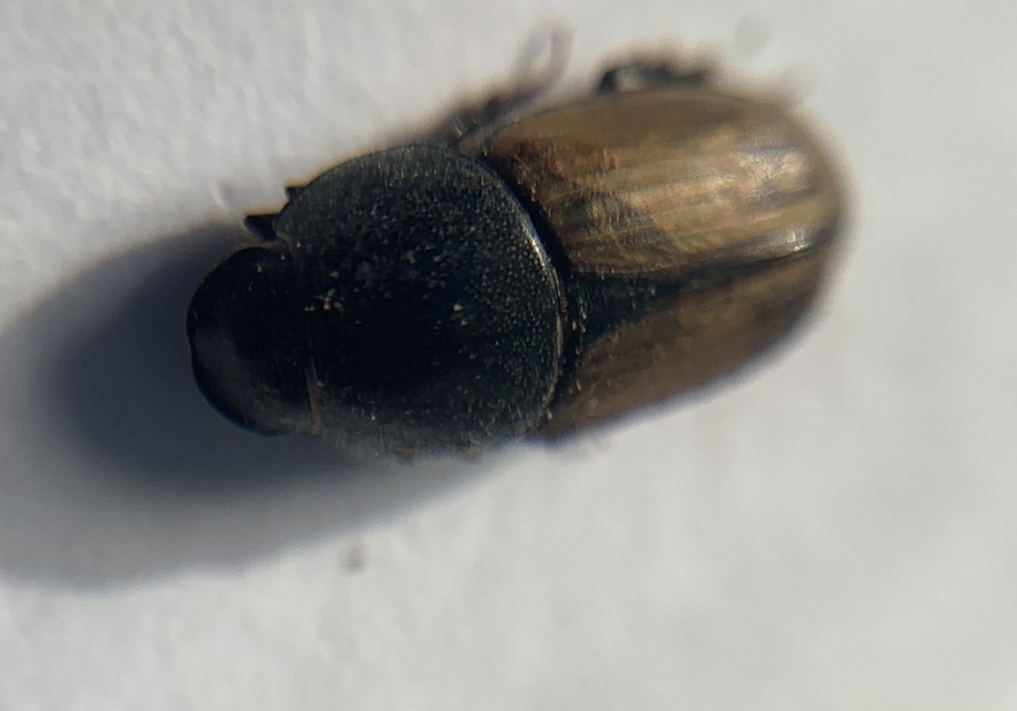 Aphodius