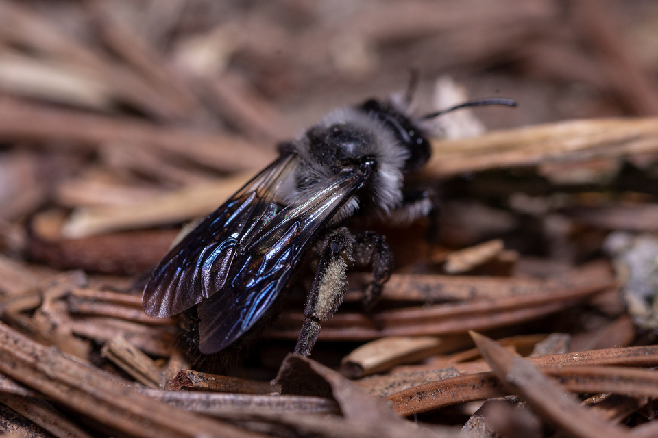 Andrena