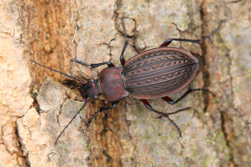 ragyás futrinka Carabus cancellatus