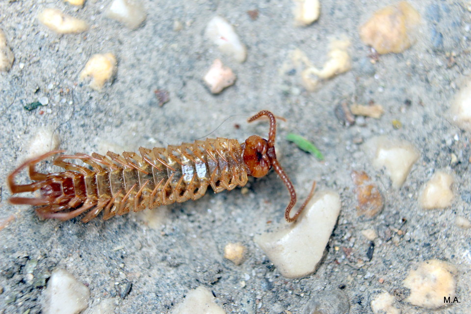 Lithobiidae