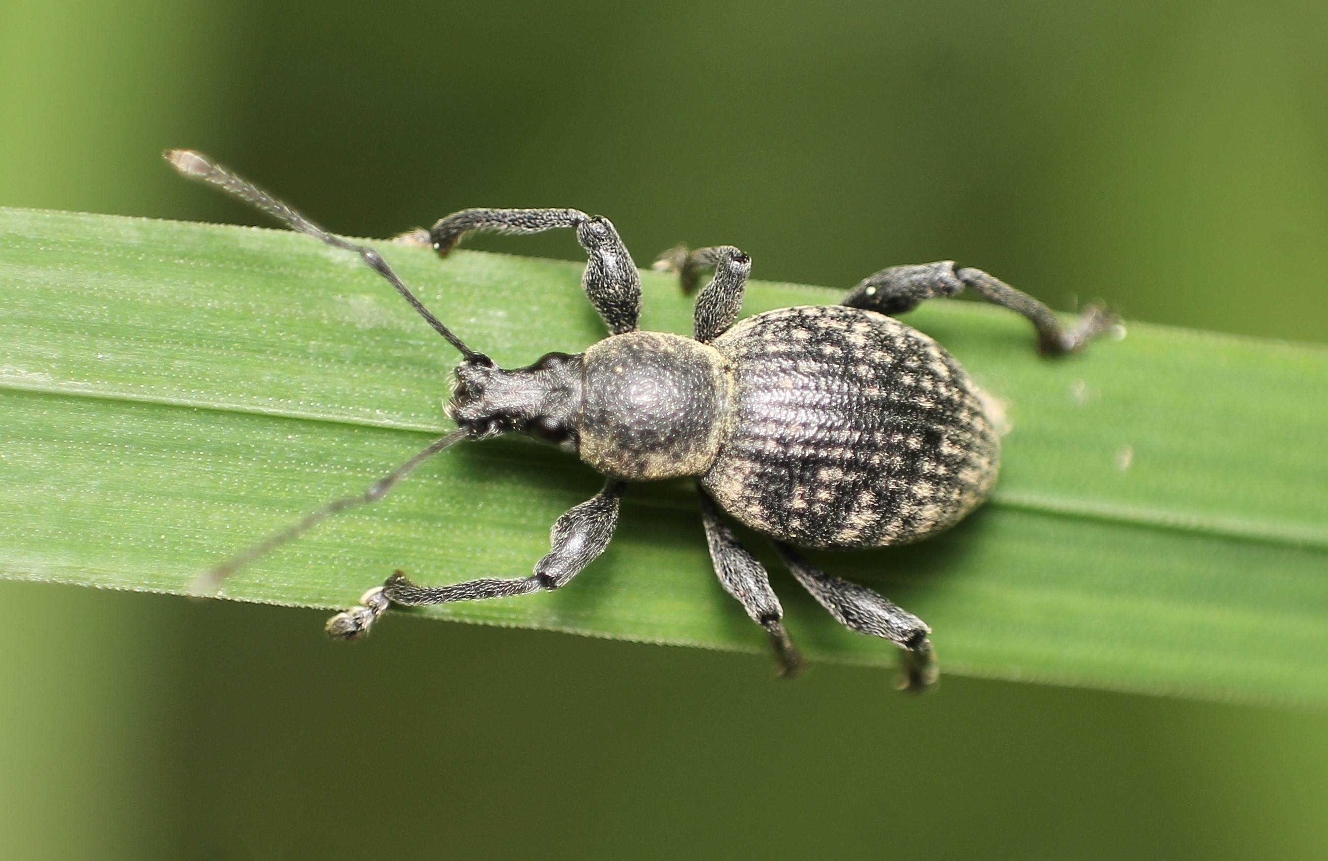 sokpontos-gyalogorm-nyos-otiorhynchus-multipunctatus
