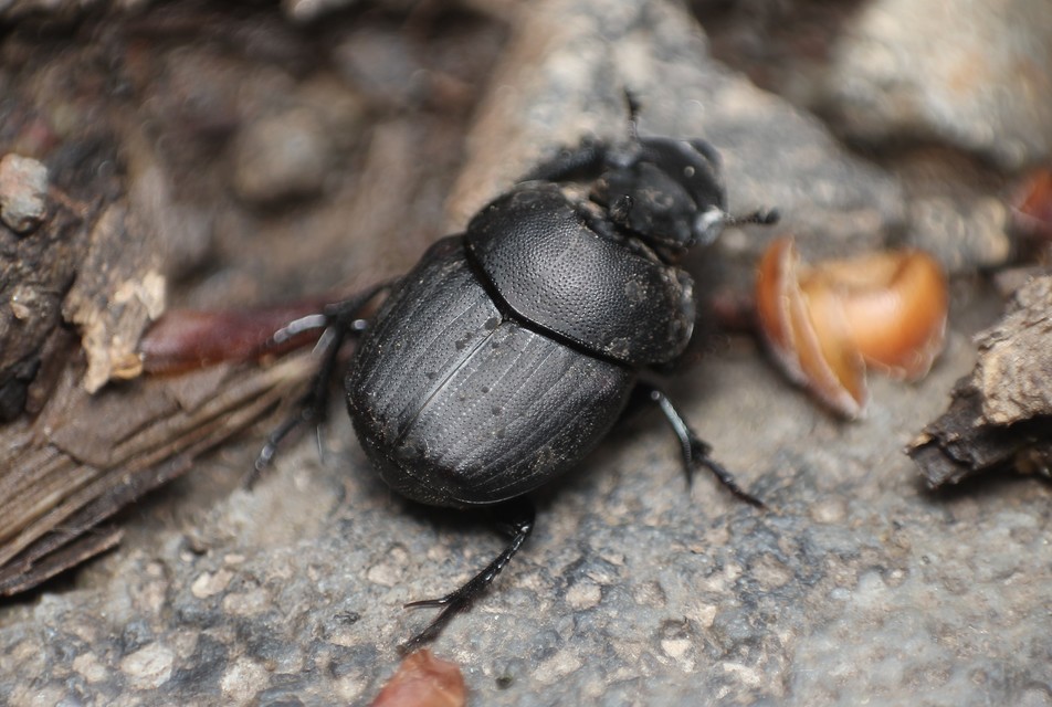 Onthophagus