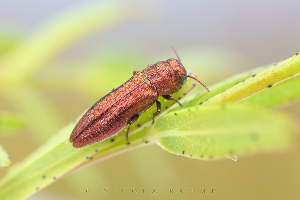 Agrilus
