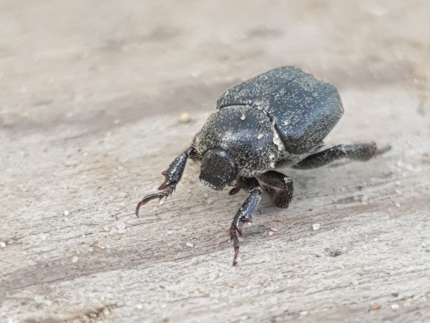 Hoplia
