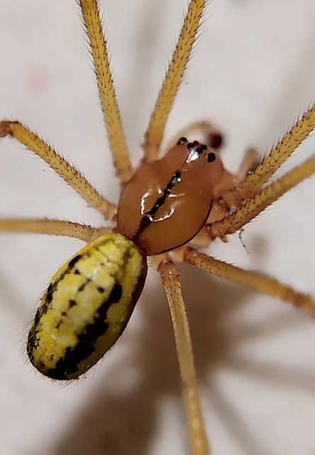 Enoplognatha latimana